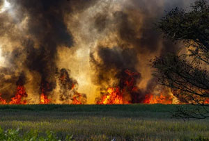 wildfires